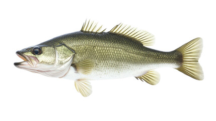 Fototapeta premium Large Bass Fish Isolated on transparent Background, PNG file, graphic resources 