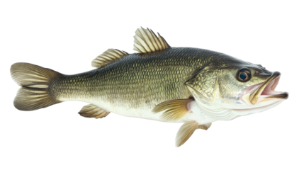 Large Bass Fish Isolated on transparent Background, PNG file, graphic resources 