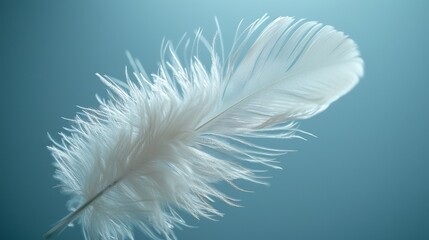 white bird feather on a light blue background