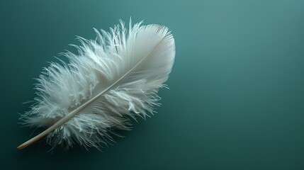white elegant bird feather on a sage green background
