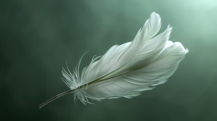 Obraz premium white elegant bird feather on a sage green background