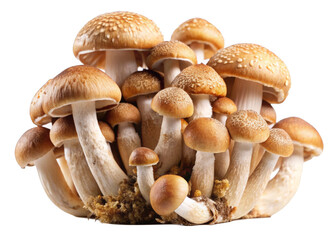 Fototapeta premium mushrooms isolated on white