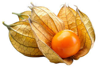 physalis on a white background