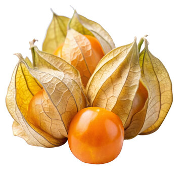 recommend clip art: physalis isolated on white background