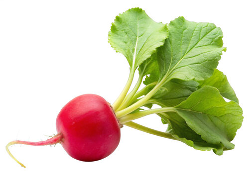 recommend clip art: radish isolated on white