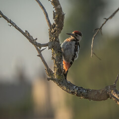 A Woodpecker on a Branch at Dawn