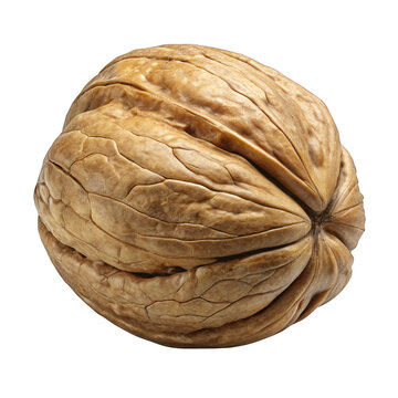 recommend clip art: walnut isolated on white background