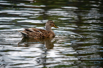 Eine Ente schwimmt gemütlich im See herum