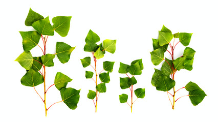 group of different poplar branches with green leaves