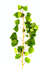 poplar branch with green leaves, clipart on white background