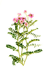 securigera varia or multicolored corymbose