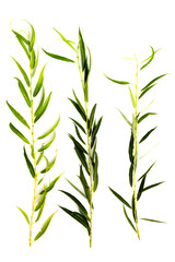 weeping willow tree branch clipart