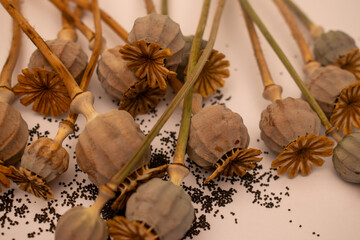 poppies with poppy seeds on a white background close up