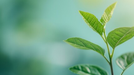 Sustainability and Corporate Responsibility Framework, examining essential ESG factors for businesses to enhance environmental impact, social responsibility, and governance practices.