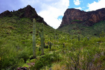 Sonora Desert Arizona Picacho Peak State Park