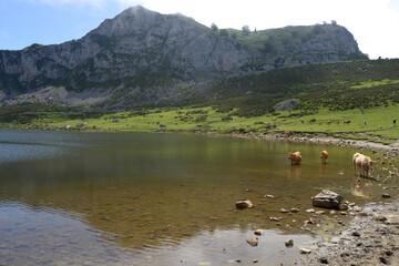 Covadonga lake in the mountains of the Picos de Europa