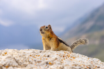 Ground Squirrel on Rocky Surface in Canadian Rockies