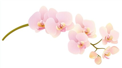 Fototapeta premium Orchid bouquet, isolated on white background, flat design illustration