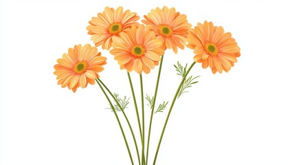 Gerbera daisy bouquet, isolated on white background, flat design illustration