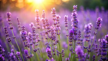 Naklejka premium Dainty purple blooms of lavender flowers sway gently in the breeze, releasing their sweet, calming fragrance into the warm summer air.