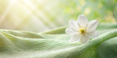 Delicate white blooming flower head garnishes a light green blue textured cloth backdrop, illuminated by soft natural sunlight shadows, perfect for spring floral greetings.