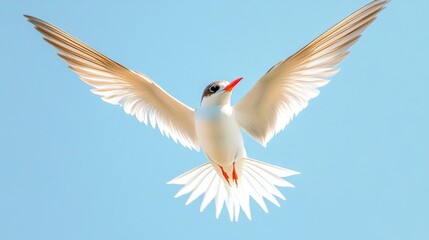 Obraz premium Close-up of a bird in mid-flight with wings spread wide, against a clear blue sky