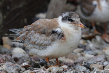 tern