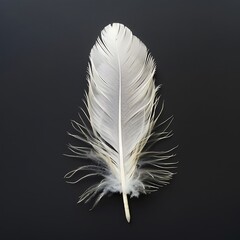 Single White Feather on Black Background.