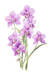Purple orchids on transparent background