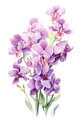 Purple orchids on transparent background