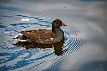 Teichhuhn schwimmt auf blauem Wasser