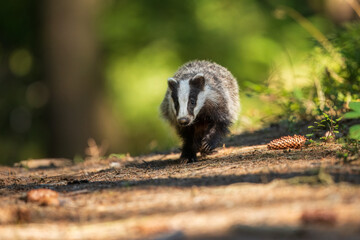 European badger (Meles meles), in the morning light on moss-covered hills standing in the forest, captive, Bohemian Forest, Czech Republic, Europe