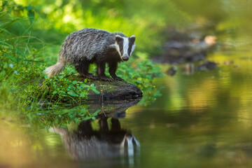 European badger, Meles meles, low angle photo of big male in rainy day, drinking from forest lake,...