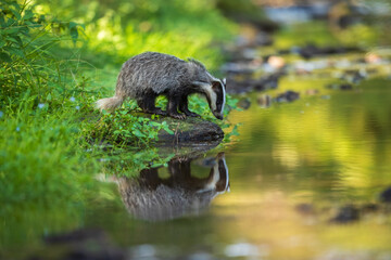 European badger, Meles meles, low angle photo of big male in rainy day, drinking from forest lake, reflecting itself in calm water surface. Autumn in czech highlands. Isolated badger drinking water. © Miroslav Srb