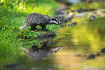 European badger, Meles meles, low angle photo of big male in rainy day, drinking from forest lake, reflecting itself in calm water surface. Autumn in czech highlands. Isolated badger drinking water. © Miroslav Srb