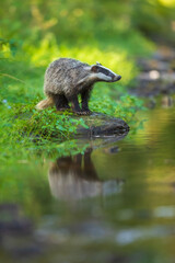 European badger, Meles meles, low angle photo of big male in rainy day, drinking from forest lake, reflecting itself in calm water surface. Autumn in czech highlands. Isolated badger drinking water. © Miroslav Srb