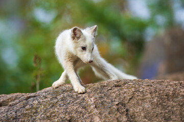Single cute little arctic fox relax on the rock. clean and bright green background with golden sun light. beautiful  scenery..