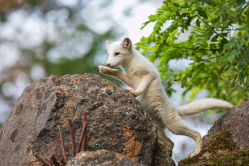 Single cute little arctic fox relax on the rock. clean and bright green background with golden sun light. beautiful  scenery..