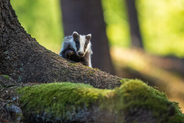 European badger (Meles meles), in the morning light on moss-covered hills standing in the forest, captive, Bohemian Forest, Czech Republic, Europe © Miroslav Srb