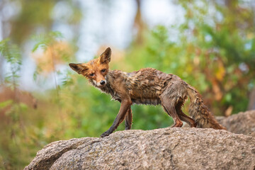 Wet european fox in the green forest. Cute Red Fox, Vulpes vulpes, in the forest on a mossy stone. Wildlife scene from nature. Animal in natural environment. Animals in a green environment.