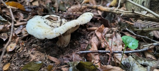 mushroom in the forest