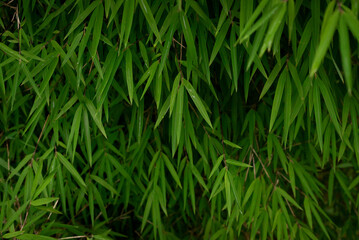 Bamboo leaves with rain drops