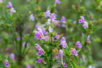 common hemp-nettle, Galeopsis tetrahit flowers closeup selective focus .