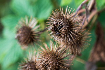 Greater burdock, Arctium lappa dried flowers closeup selective focus
