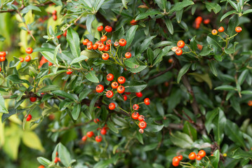 Scarlet firethorn, Pyracantha coccinea M.Roem berries closeup selective focus .