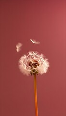 Dandelion Ethereal Seeds White and Fuchsia Vibrant Pink Background