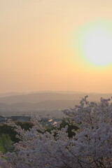 春霞と桜