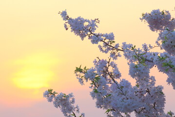 春霞の桜