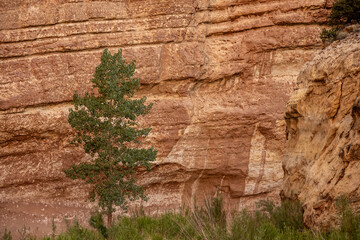 Single Tree Grows Against Orange Splattered Rock Wall