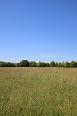 Fototapeta premium A beautiful field and blue sky